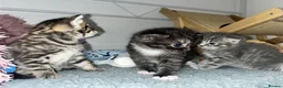 Mixed Breed cats for sale: STUNNING GREY AND WHITE TABBY BABIES FOR SALE✨ - Advert 13