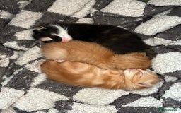 Domestic Shorthair cats for sale: 3 girl kittens  - Image 7