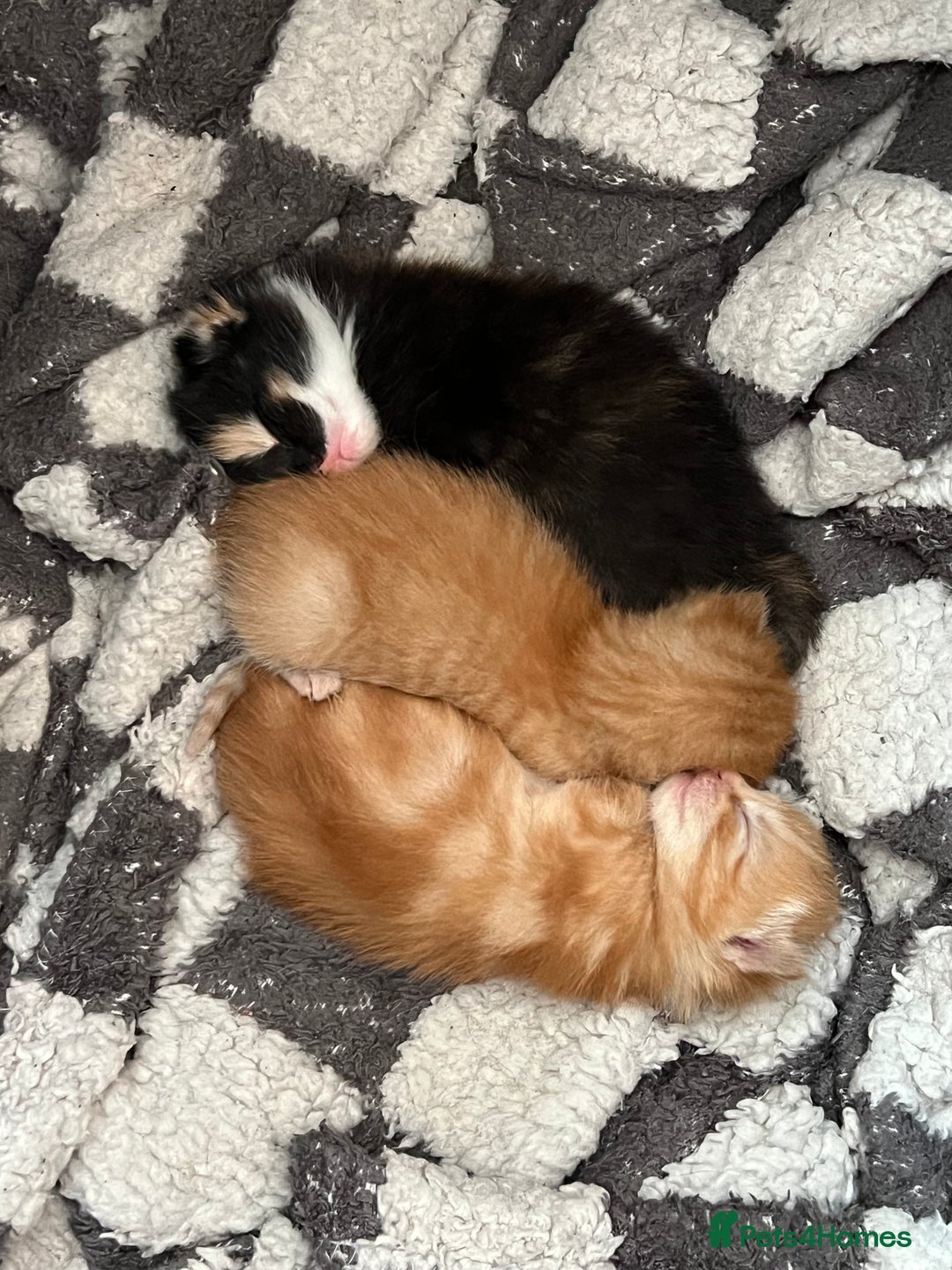 Domestic Shorthair cats for sale: 3 girl kittens  - Image 7