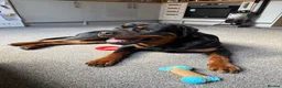 Rottweiler dogs for sale: 2 year old loving Rottweiler boy in Liverpool - Advert 5