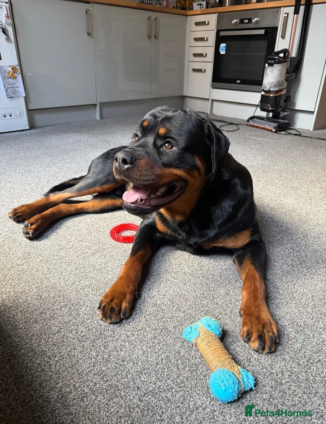 Rottweiler dogs for sale: 2 year old loving Rottweiler boy in Liverpool - Advert 5