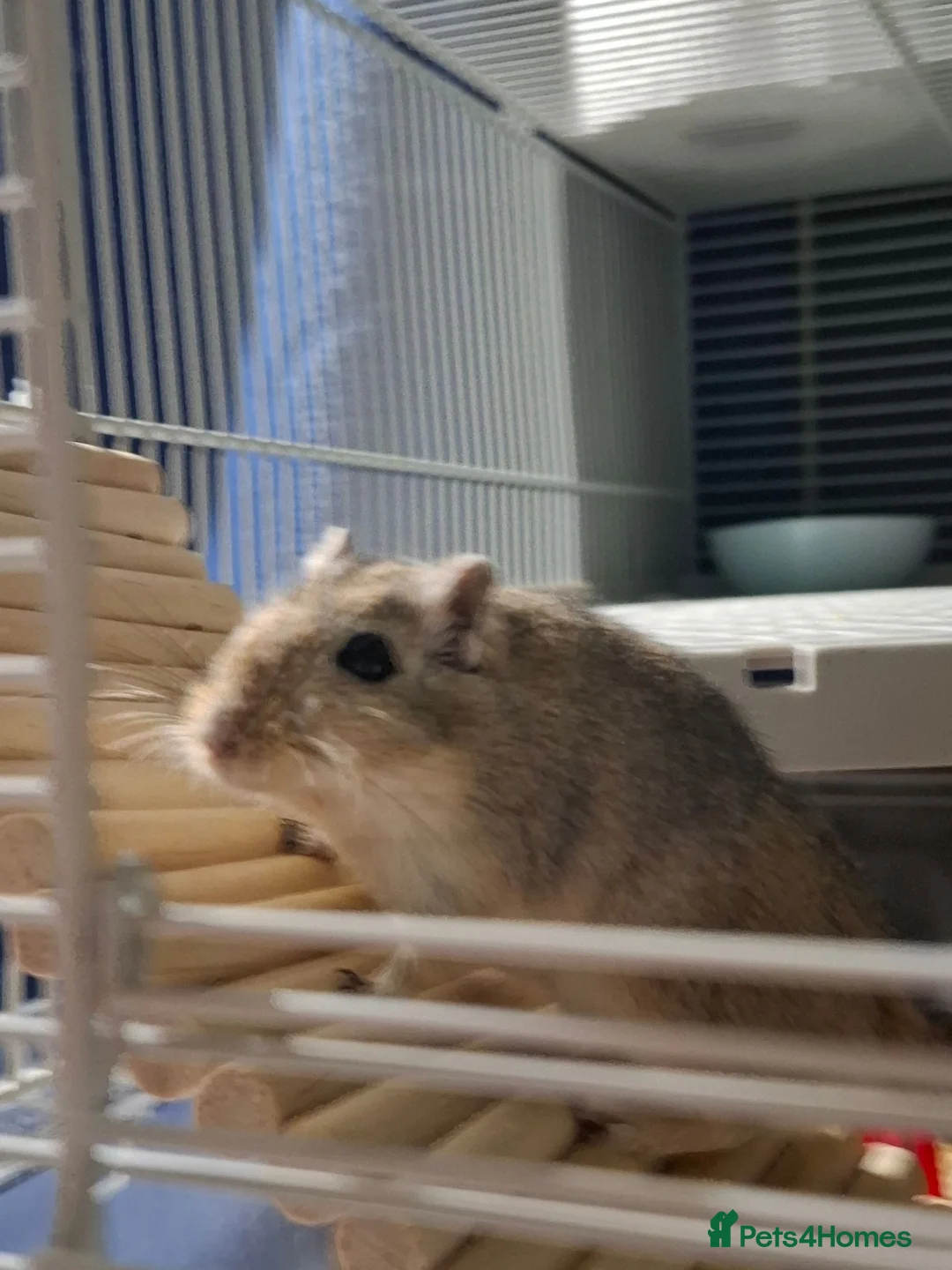 Gerbil rodents for sale: Young male gerbil in Southampton - Advert 2