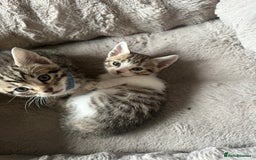 Bengal cats for sale: Stunning bengal/ragdoll kittens  - Image 10