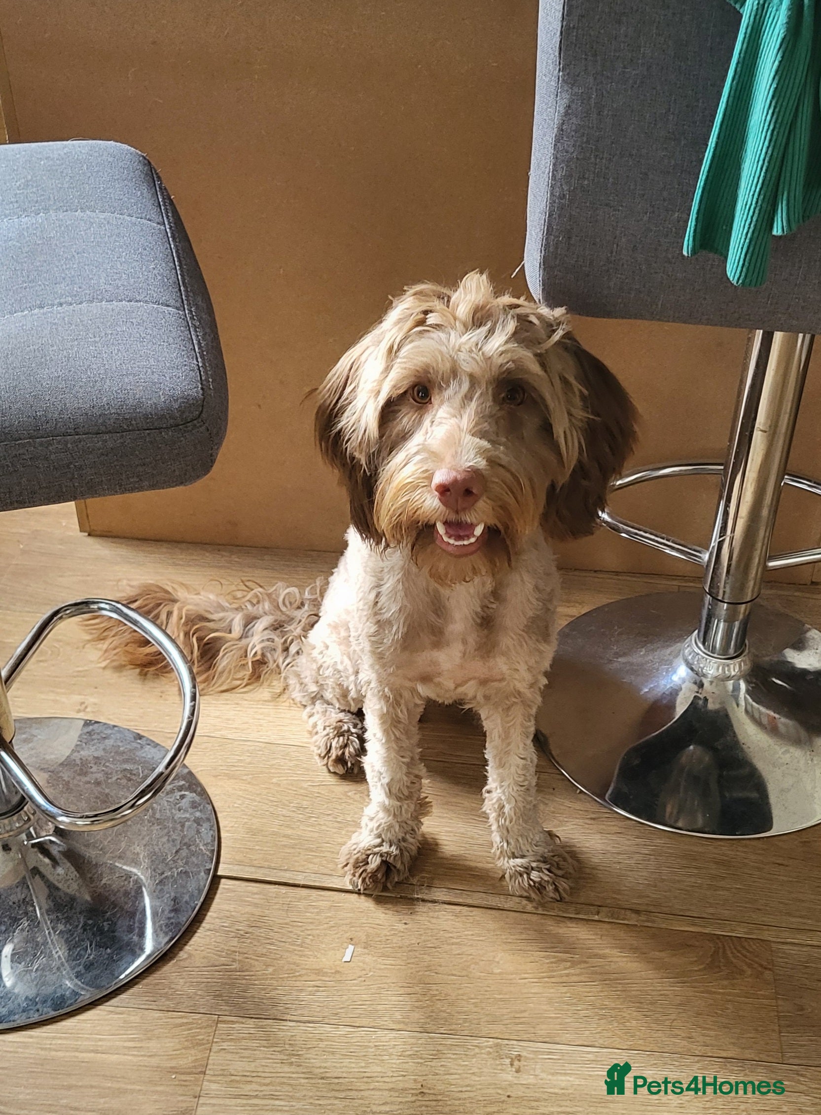 Mixed Breed dogs Beautiful Mini Australian Labradoodle  - Advert 6