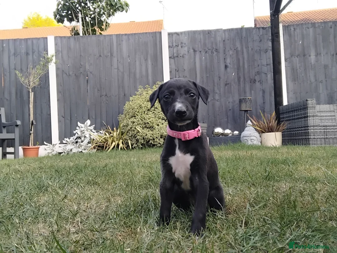 Mixed Breed dogs for sale: Whippet x Saluki puppies - Advert 1