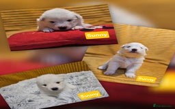 Samoyed dogs for sale: Beautiful Samoyed Puppies! ✨* - Image 2