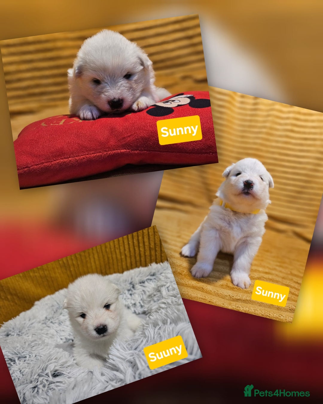 Samoyed dogs for sale: Beautiful Samoyed Puppies! ✨* - Image 2