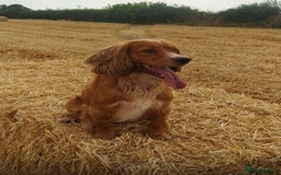 Cocker Spaniel dogs for sale: Working cocker spaniel boy - Image 21