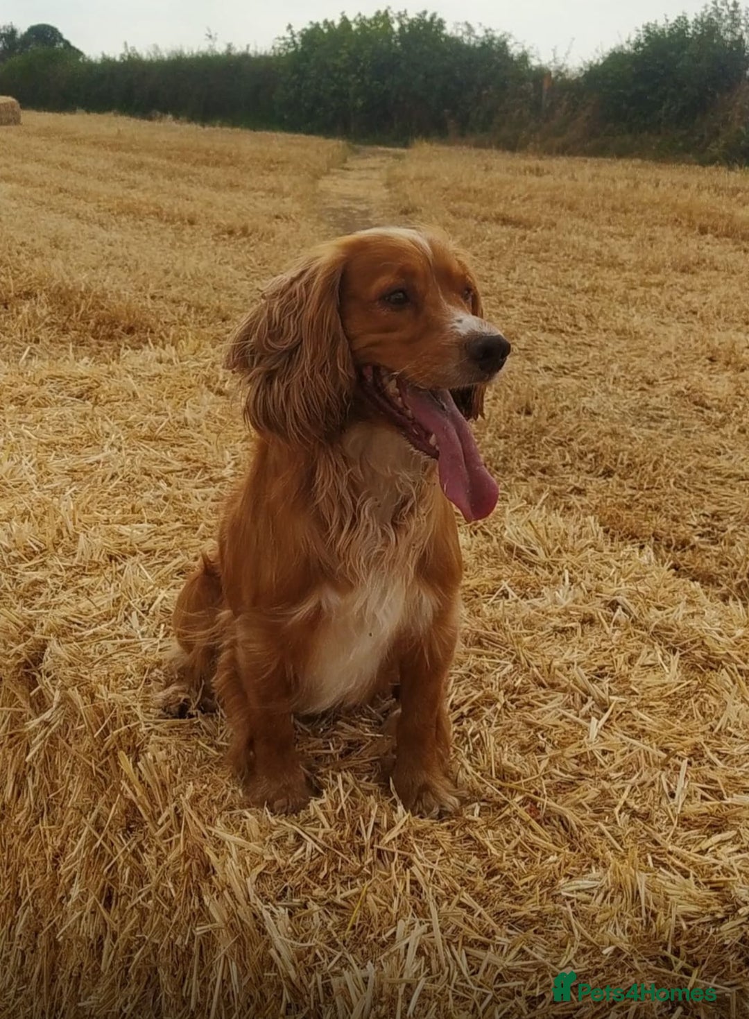 Cocker Spaniel dogs for sale: Working cocker spaniel boy - Image 21