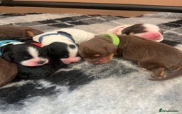 Cockapoo dogs for sale: Stunning litter of f1b cockapoo puppies  - Image 18