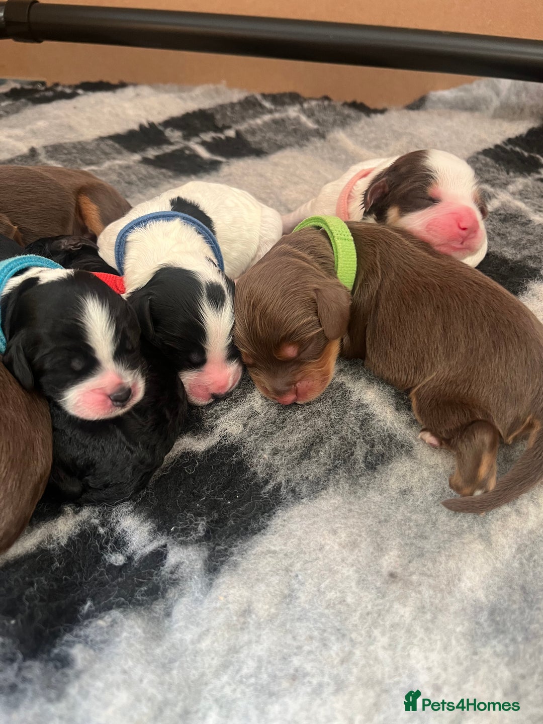 Cockapoo dogs for sale: Stunning litter of f1b cockapoo puppies  - Image 18