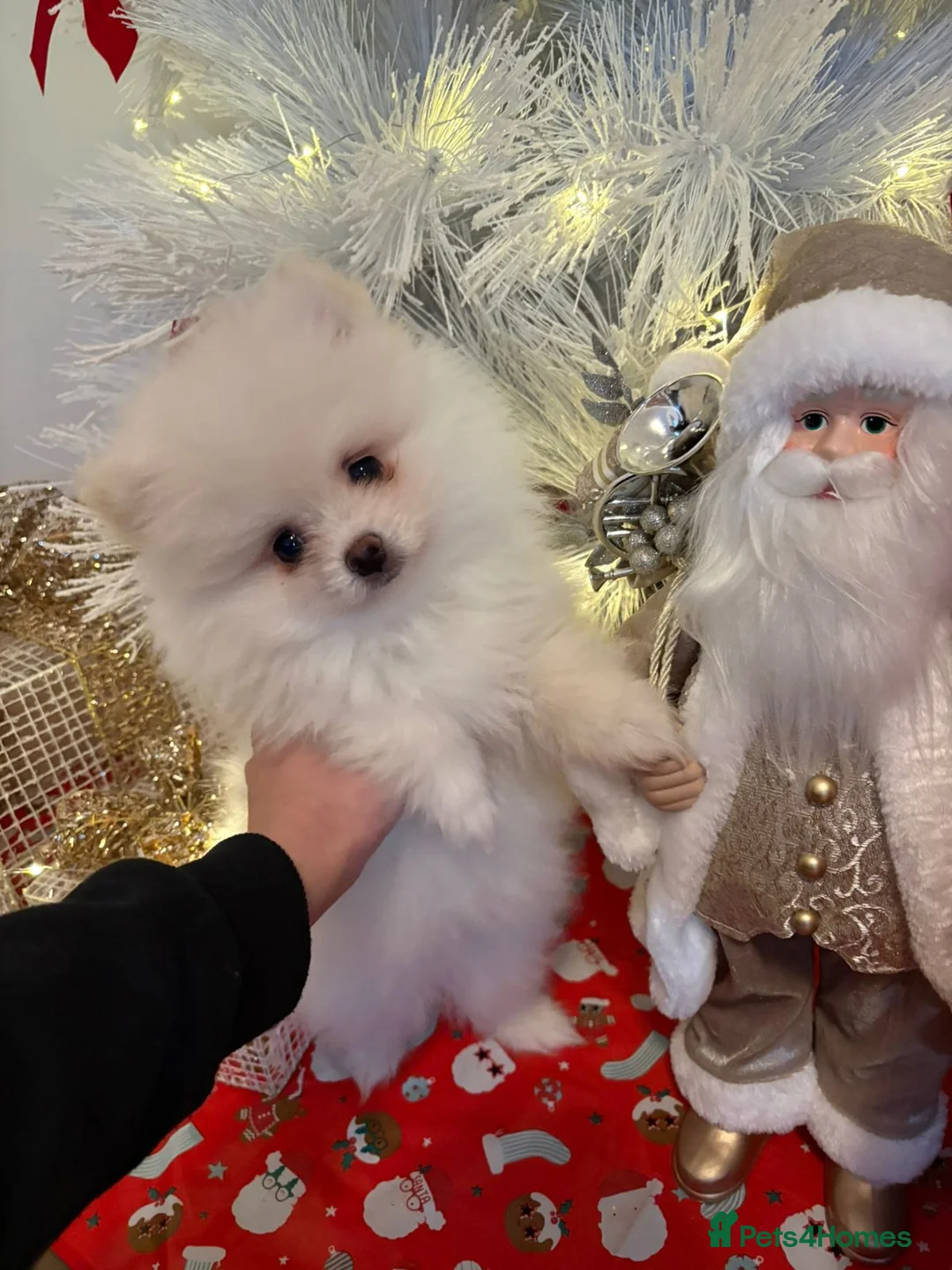 Pomeranian dogs for sale: Pomeranian Spitz. - Advert 9