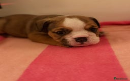 English Bulldog dogs for sale: Amazing British bulldogs  - Image 16