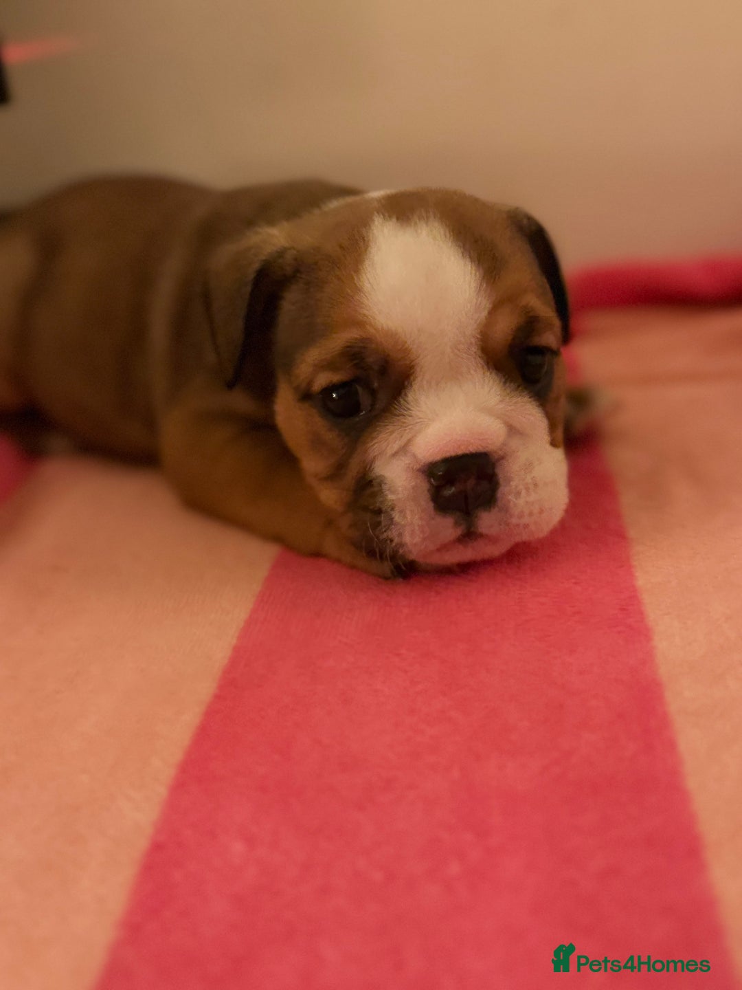 English Bulldog dogs for sale: Amazing British bulldogs  - Image 16