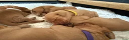 Labrador Retriever dogs for sale: Fox Red KC registered Labradors in Yarm - Advert 5