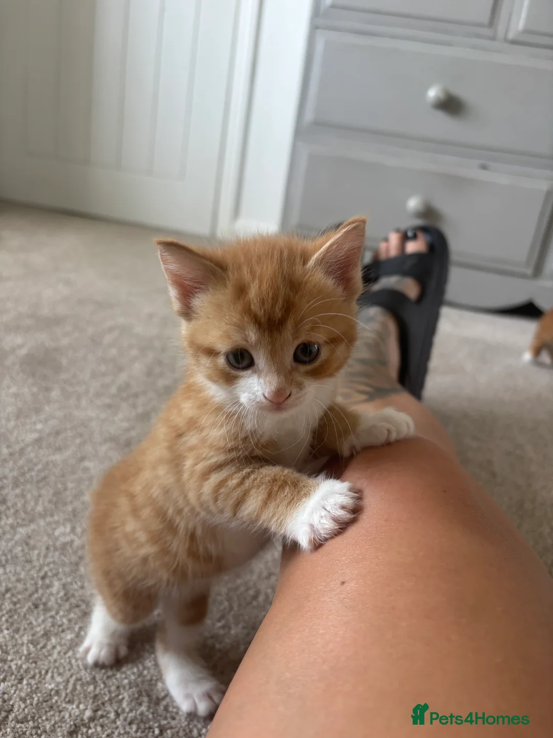 Mixed Breed cats for sale: 4 beautiful ginger boys  - Advert 2