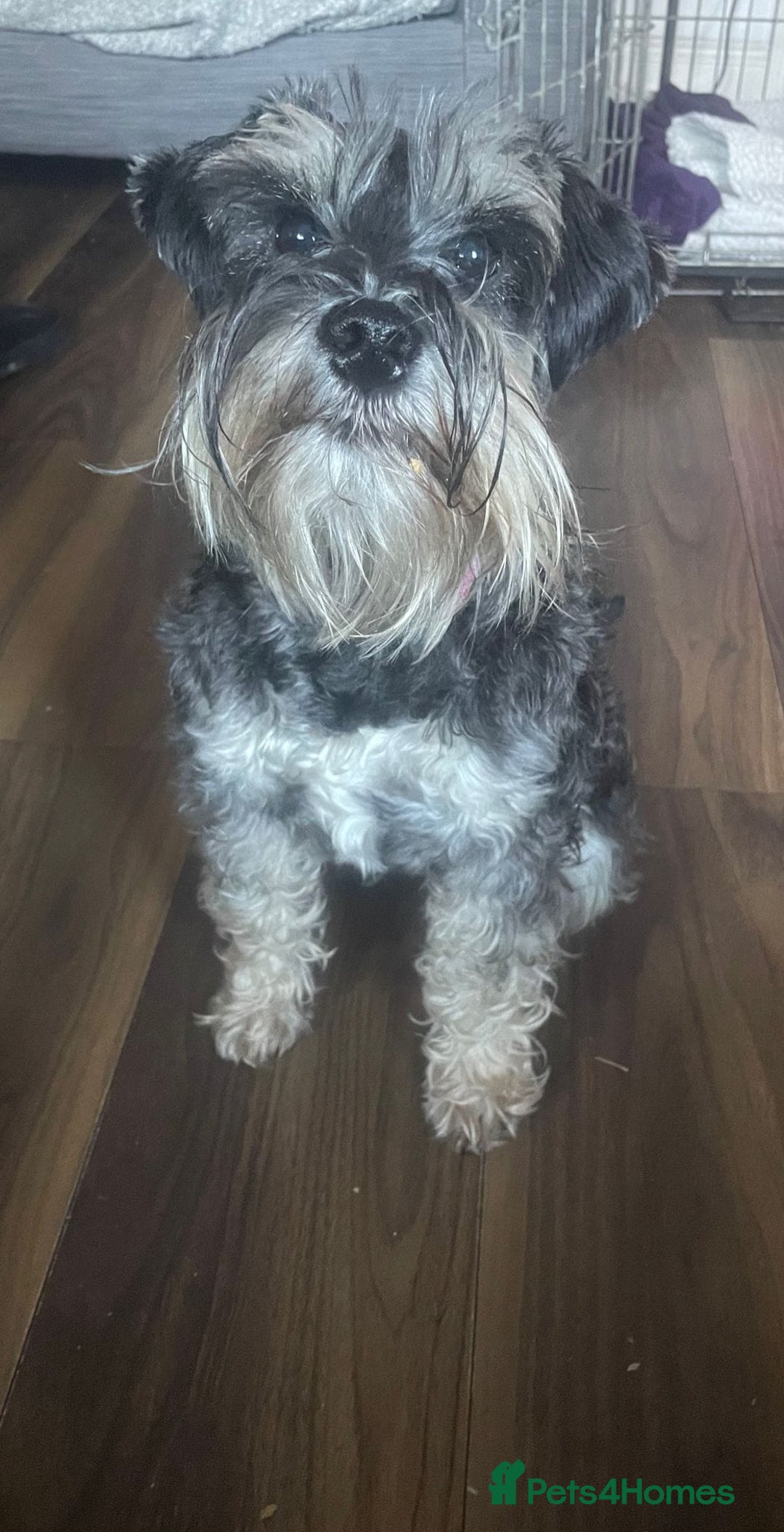 Miniature Schnauzer dogs for sale: All pups sold. Thank you - Advert 11