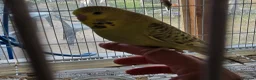 Budgerigars birds for sale: Colourful Budgies Healthy Social and Ready to Fly! - Advert 4