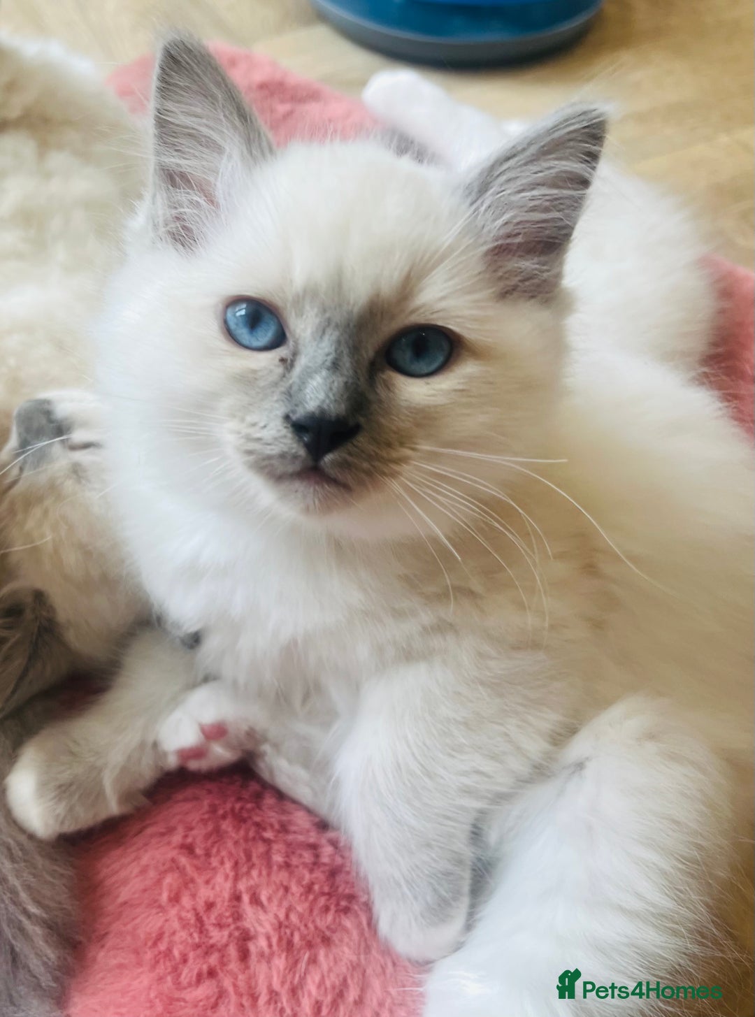 Ragdoll cats for sale: 💙🏆 1 x Beautiful Blue Ragdoll Boy Remaining 💙🏆 in Colwyn Bay - Image 10