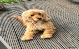 Cocker Spaniel dogs for sale: Gorgeous Show Spaniel, KC Registered  - Image 2