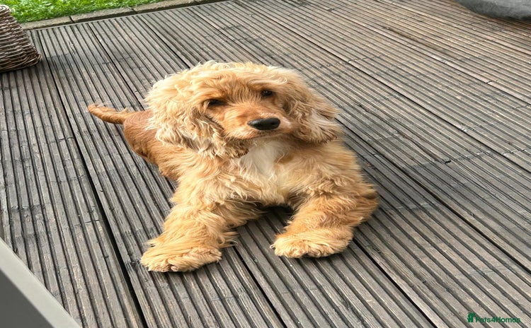 Cocker Spaniel dogs - Advert 6