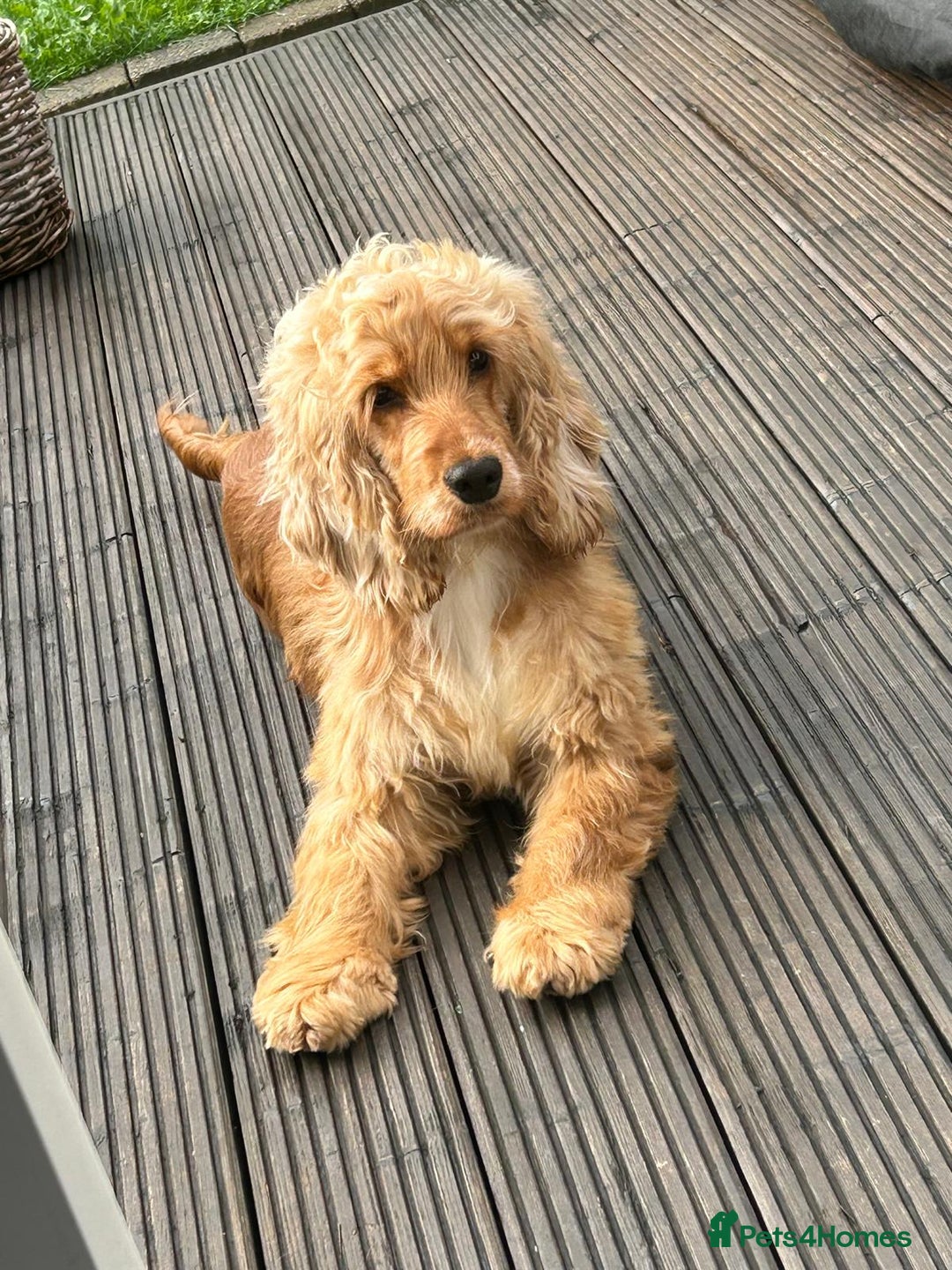 Cocker Spaniel dogs for sale: Gorgeous Show Spaniel, KC Registered  - Image 2