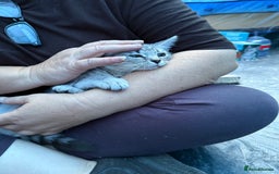 Domestic Shorthair cats for sale: ONLY ONE LEFT 4 gorgeous kittens ready to go - Image 7