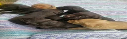 Cockerdor dogs for sale: Cockerdor Puppies in Yeovil - Advert 12