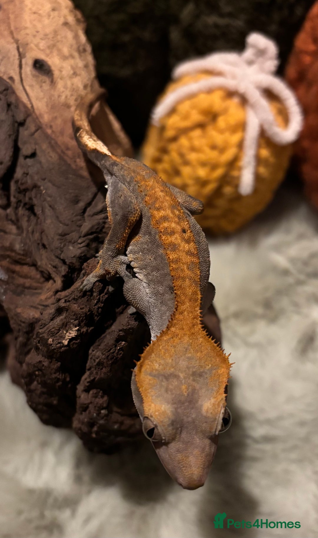 Gecko reptiles for sale: 2 Unsexed Juvenile Crested Gecko’s - Image 5