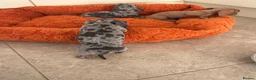Dachshund dogs for sale: Miniature dachshund - Advert 8