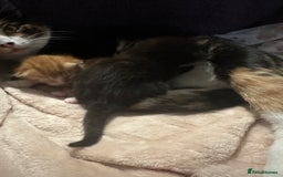 Domestic Shorthair cats for sale: Ginger kitten  - Image 8