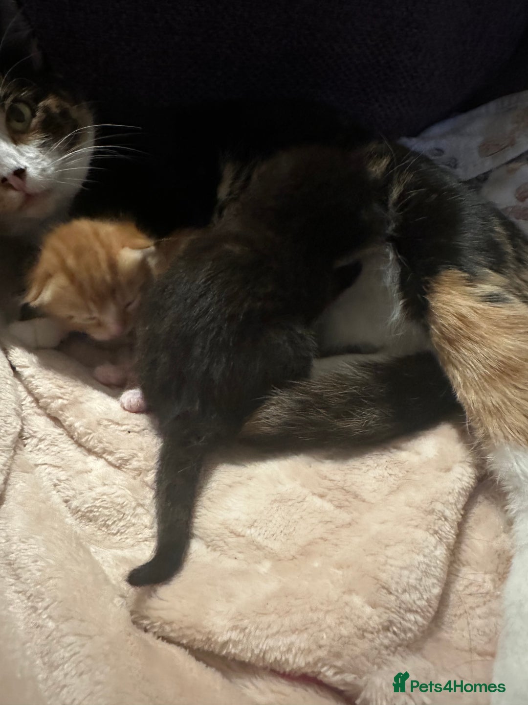 Domestic Shorthair cats for sale: Ginger kitten  - Image 8