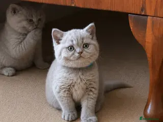 British Shorthair cats 2 Chunky Lilac British Shorthair Kittens for sale! - Advert 7