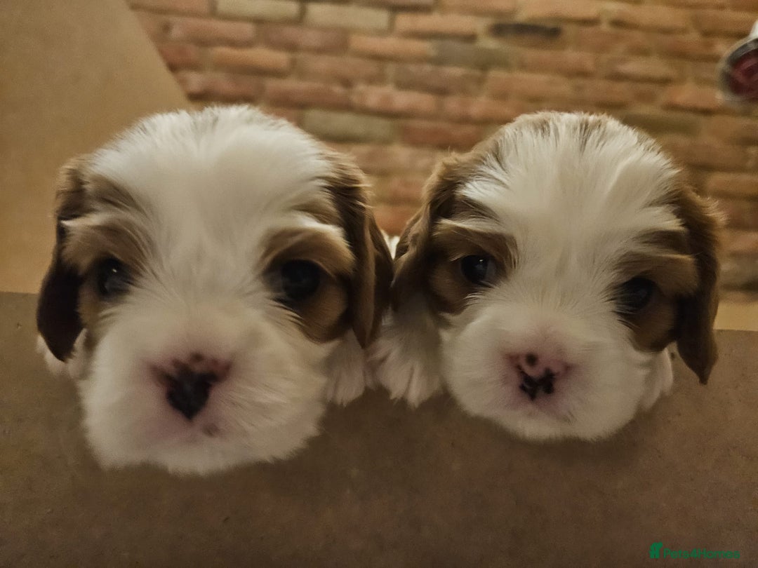 Cavalier King Charles Spaniel dogs for sale: Cavalier King Charles Spaniel 3 x puppies - Advert 18