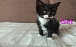 Mixed Breed cats for sale: 5 adorable kittens  - Image 6