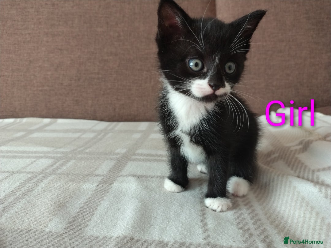 Mixed Breed cats for sale: 5 adorable kittens  - Image 6