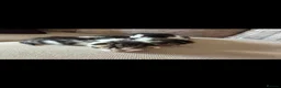 Domestic Shorthair cats for sale: 3 Beautiful Kittens Looking for Their Forever Home - Advert 17