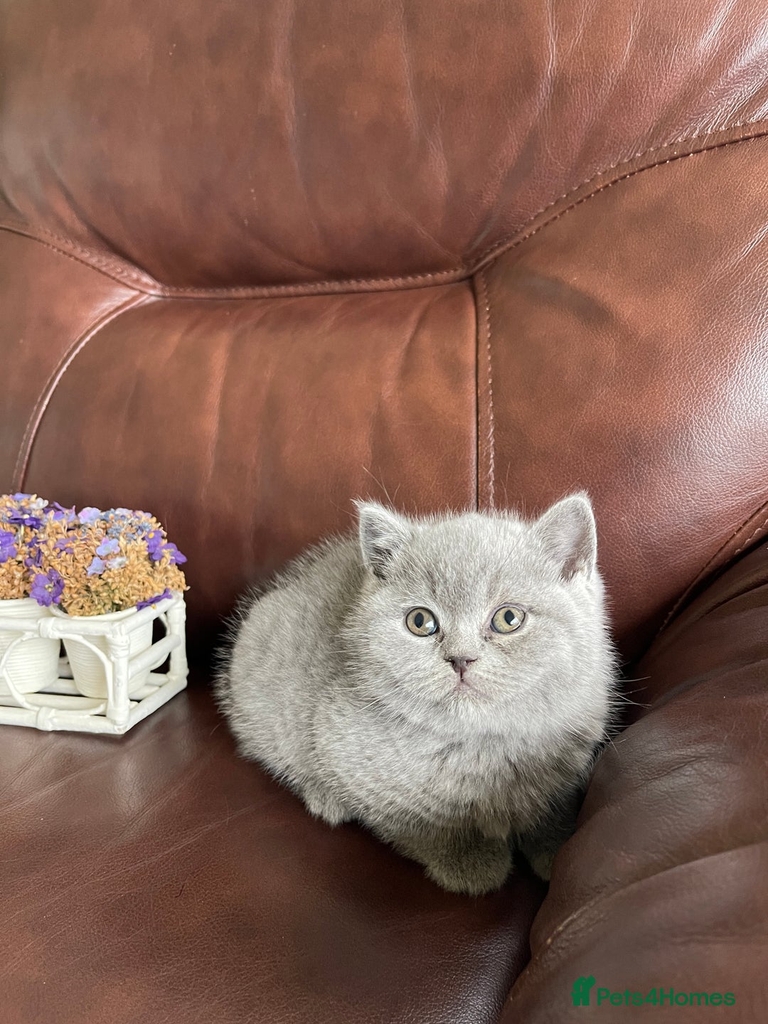 British Shorthair cats for sale:  British Blue kittens - Image 27