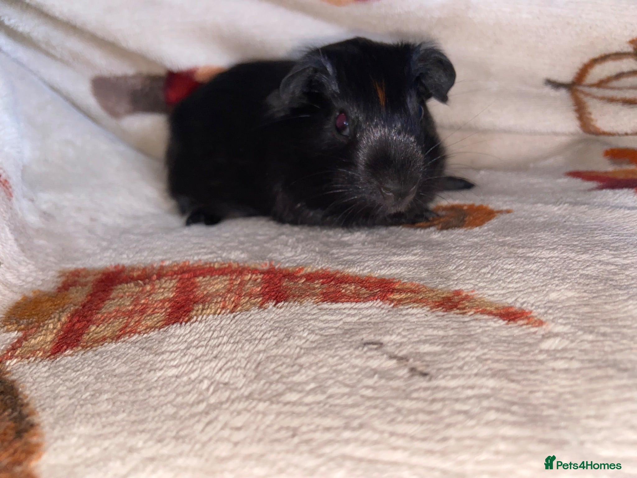 Guinea Pig rodents 1 Boy Boar Guinea Pig  - Advert 17