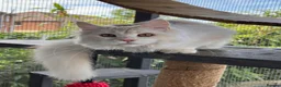 Maine Coon cats for sale: Maine coon  - Advert 19
