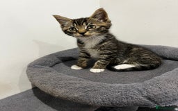 Mixed Breed cats for sale: 1 beautiful kitten  - Image 2