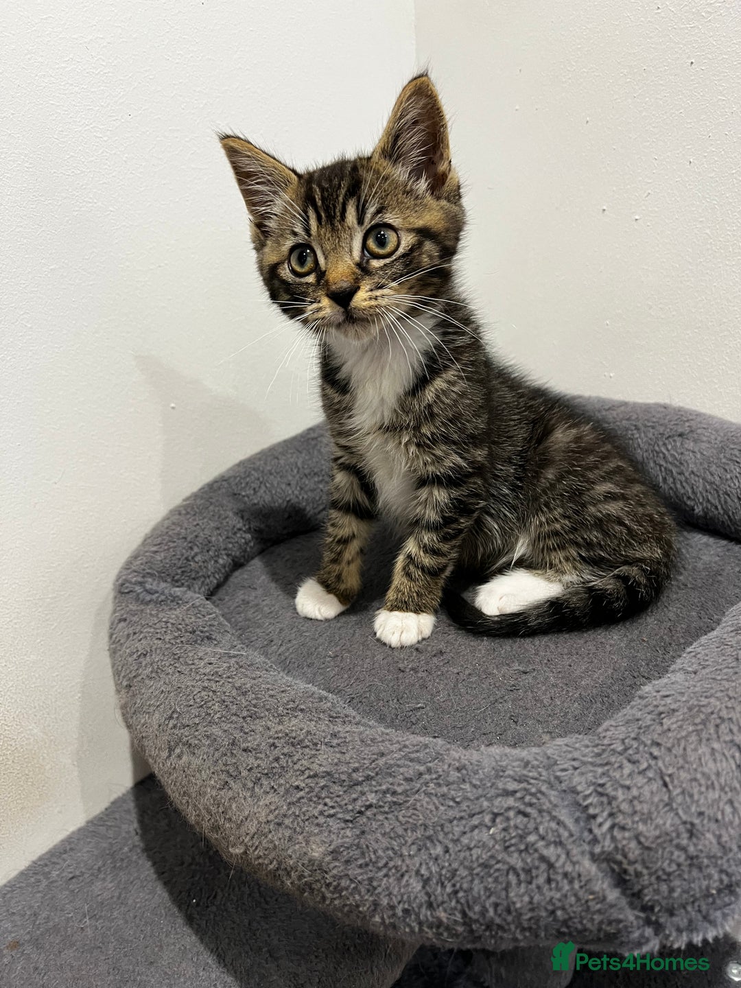 Mixed Breed cats for sale: 1 beautiful kitten  - Image 2