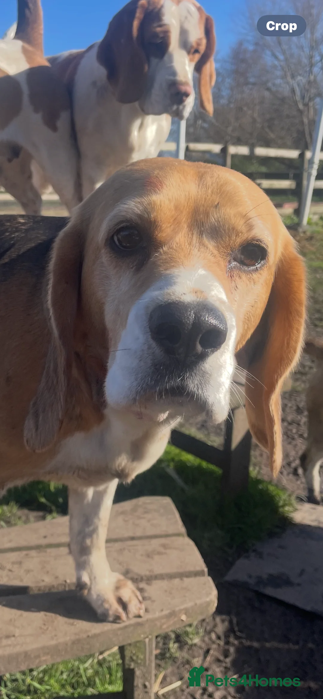 Beagle dogs for sale: 2x female tri kc reg beagles - Advert 2