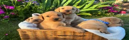 Labrador Retriever dogs for sale: Lovely Labradors  - Advert 4