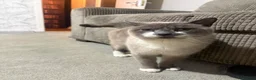 Siamese cats for sale: Siamese Ragdoll cat 4-5 years old  - Advert 3