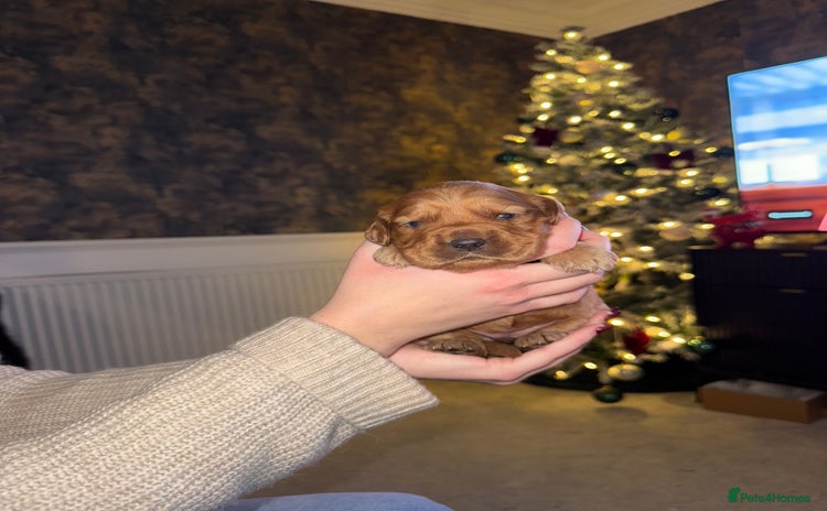 Cockerdor dogs - Advert 2