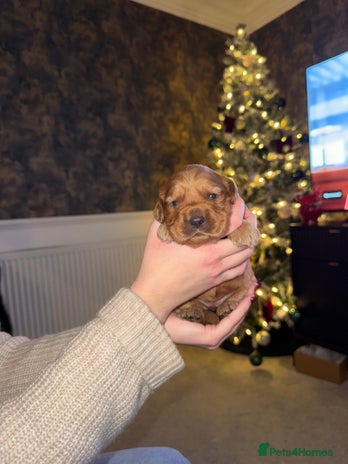 Cockerdor dogs - Advert 1