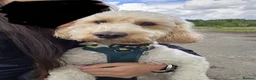 Cockapoo dogs for stud: F1 Cockapoo For Stud in Motherwell - Advert 7