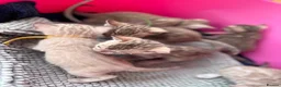 Bengal cats for sale: TICA Reg Bengal Kittens. Ready To Leave in 3 weeks - Advert 26