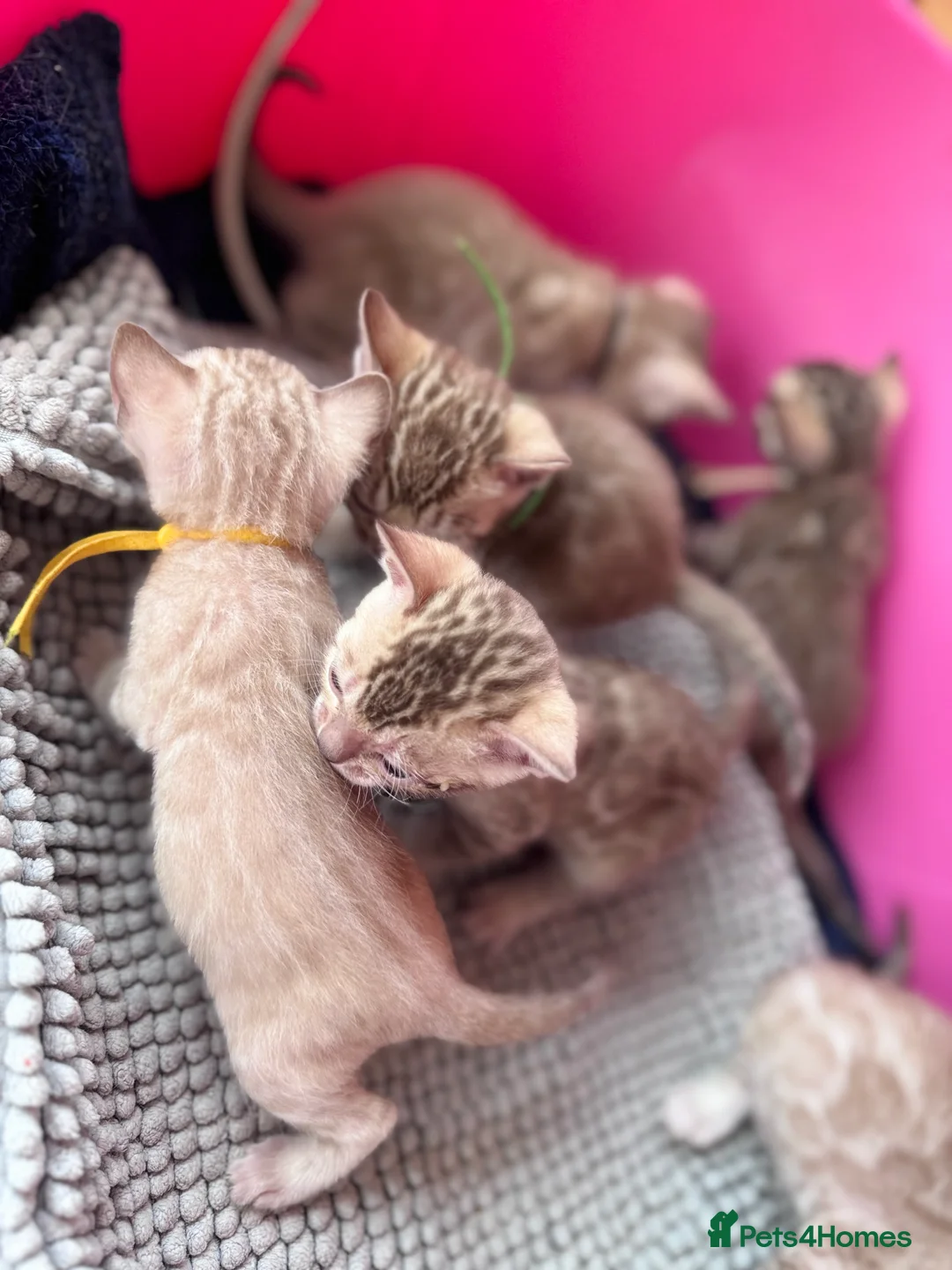 Bengal cats for sale: TICA Reg Bengal Kittens. Ready To Leave in 3 weeks - Advert 26